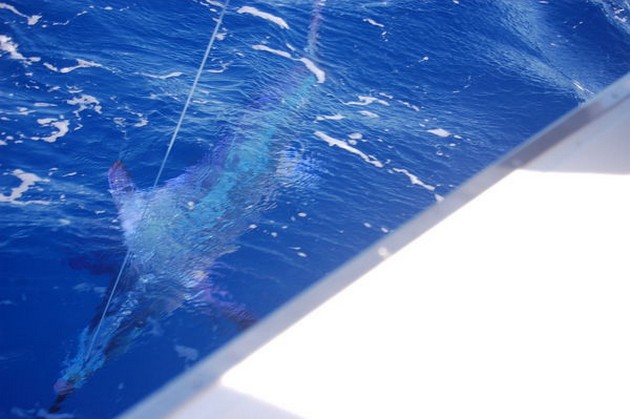 Spearfish Cavalier & Blue Marlin Sport Fishing Gran Canaria