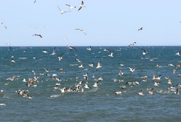  - Cavalier & Blue Marlin Sport Fishing Gran Canaria