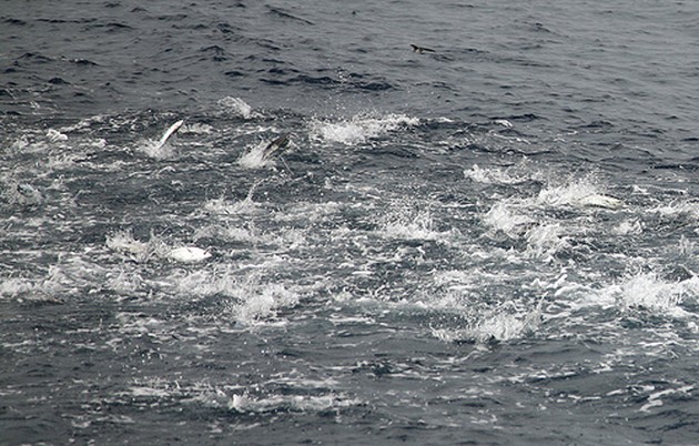 SKIPJACKS<br><br>De vaste bezoekers van onze website, hebben - Cavalier & Blue Marlin Sport Fishing Gran Canaria