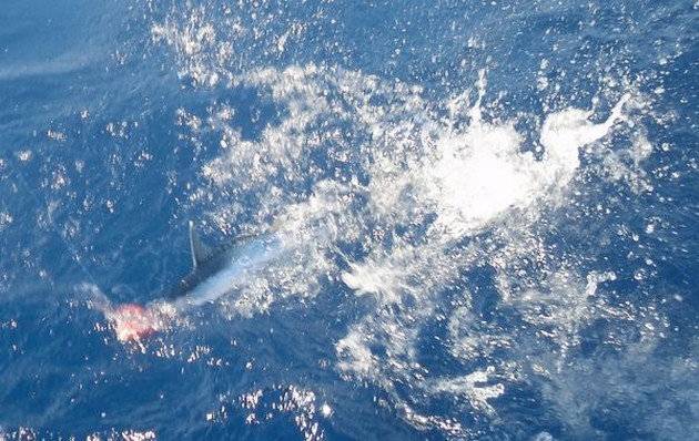 Beesie - 1 Cavalier & Blue Marlin Sport Fishing Gran Canaria