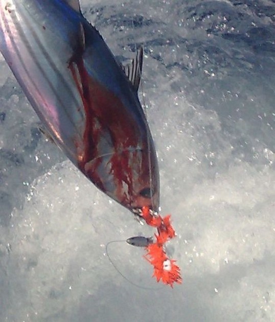 BEESIE - 3 Cavalier & Blue Marlin Sport Fishing Gran Canaria
