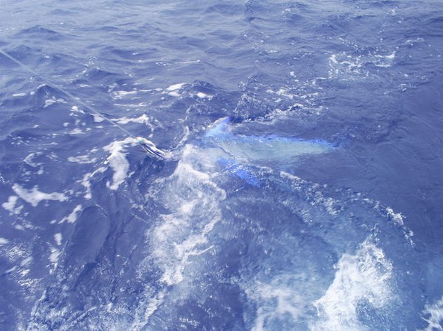 05/07 White Marlin or Spearfish Cavalier & Blue Marlin Sport Fishing Gran Canaria