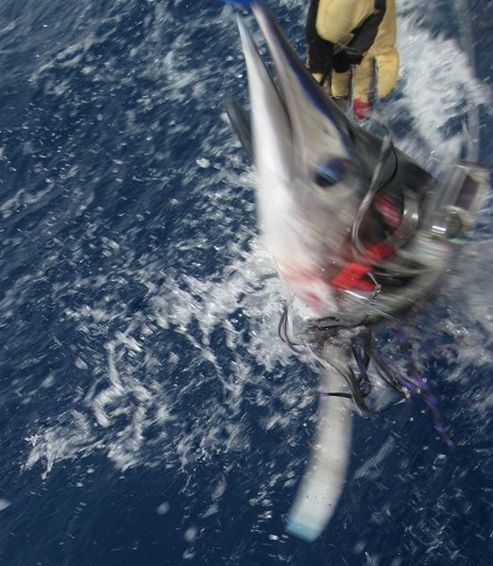 Spearfish Cavalier & Blue Marlin Sport Fishing Gran Canaria