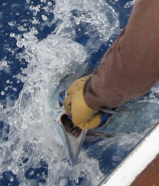 Spearfish Cavalier & Blue Marlin Sport Fishing Gran Canaria