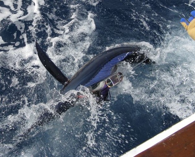 30 kg spjutfisk - Cavalier & Blue Marlin Sport Fishing Gran Canaria