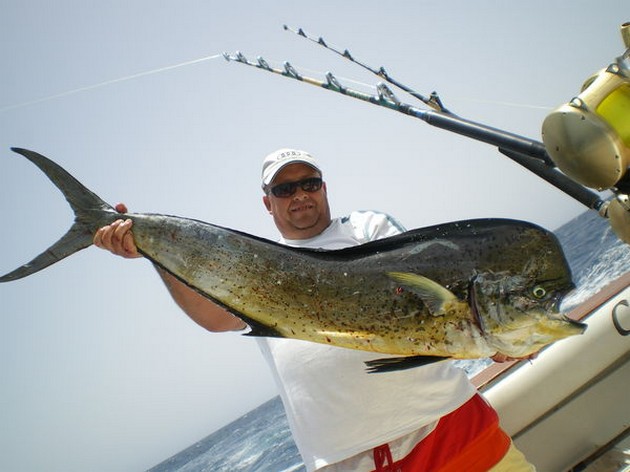 Ny skiva Dorado - Cavalier & Blue Marlin Sport Fishing Gran Canaria