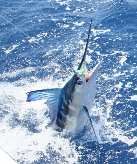 16/07 Spearfish - Spearfish released by Cees Pipping from Holland Cavalier & Blue Marlin Sport Fishing Gran Canaria