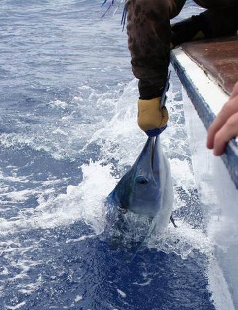 16 Speervissen - Cavalier & Blue Marlin Sport Fishing Gran Canaria