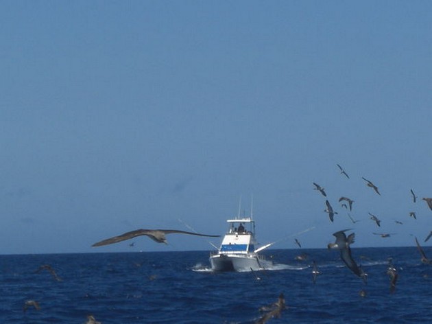 Botten framgångsrik - Cavalier & Blue Marlin Sport Fishing Gran Canaria