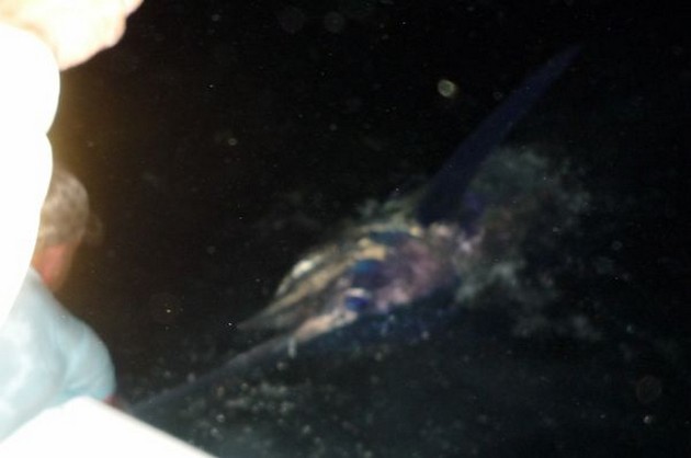 Blue Marlin Cavalier & Blue Marlin Sport Fishing Gran Canaria