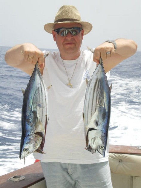 Skipjack Tuna Cavalier & Blue Marlin Sport Fishing Gran Canaria