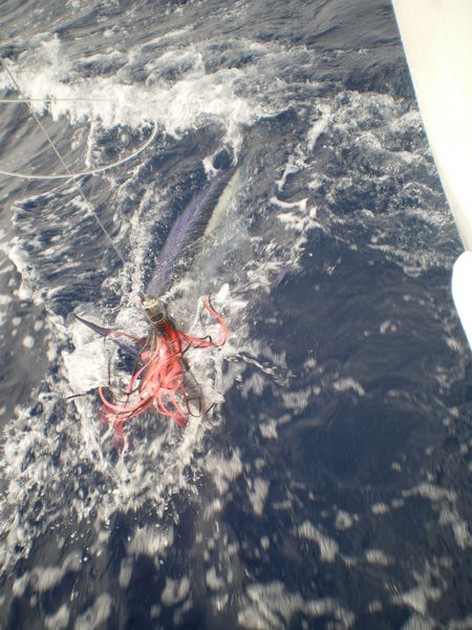 Spearfish Cavalier & Blue Marlin Sport Fishing Gran Canaria