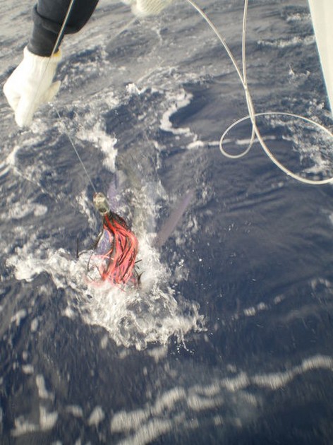 Spearfish Cavalier & Blue Marlin Sport Fishing Gran Canaria