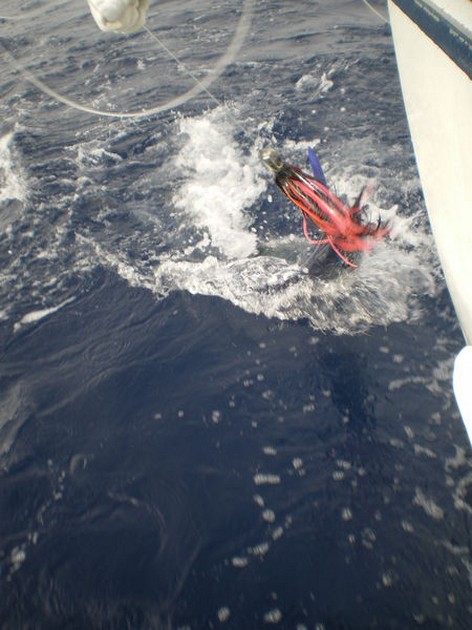 Spearfish Cavalier & Blue Marlin Sport Fishing Gran Canaria