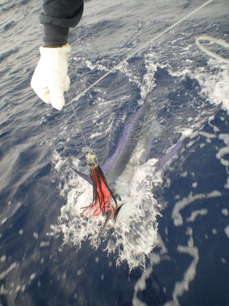 Spearfish Cavalier & Blue Marlin Sport Fishing Gran Canaria