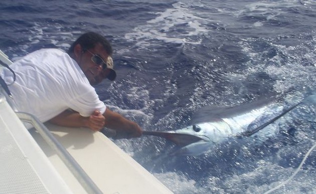 Please Release Me Cavalier & Blue Marlin Sport Fishing Gran Canaria