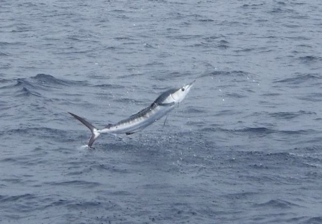 Happy White Cavalier & Blue Marlin Sport Fishing Gran Canaria