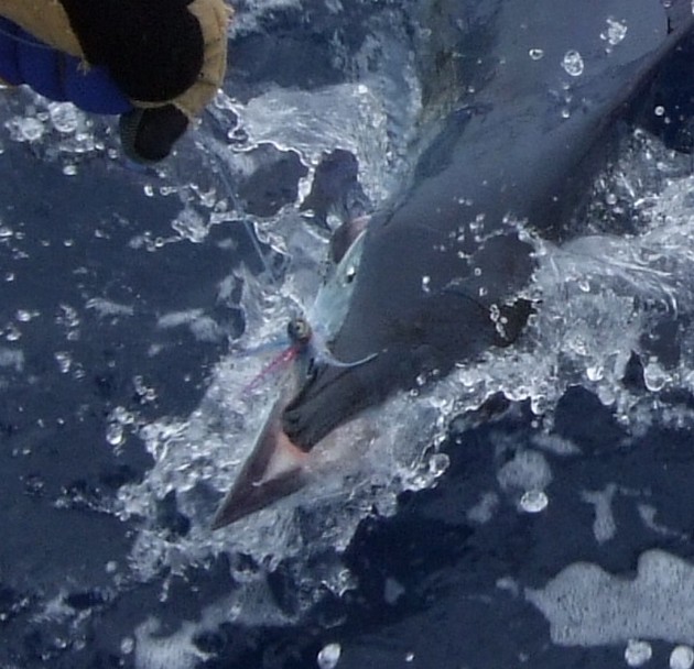Broken Bill ! Cavalier & Blue Marlin Sport Fishing Gran Canaria