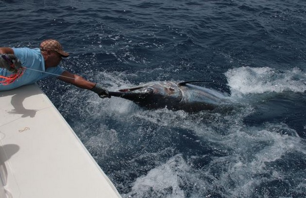 11/08 Blue Marlin Cavalier & Blue Marlin Sport Fishing Gran Canaria