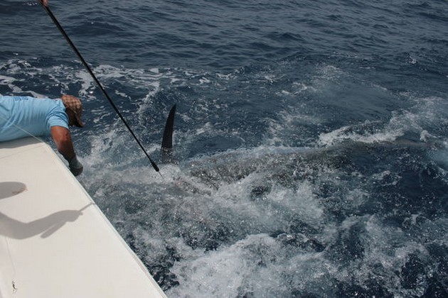 Blue Marlin Cavalier & Blue Marlin Sport Fishing Gran Canaria