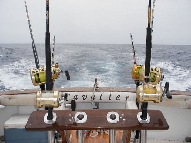 75 Kg Blue Released - Cavalier & Blue Marlin Sport Fishing Gran Canaria
