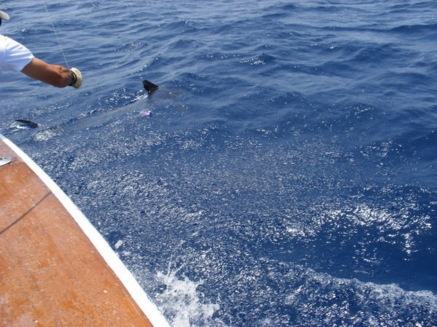 Release Me 1 Cavalier & Blue Marlin Sport Fishing Gran Canaria