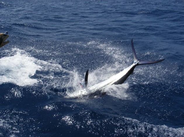 Release Me 2 Cavalier & Blue Marlin Sport Fishing Gran Canaria