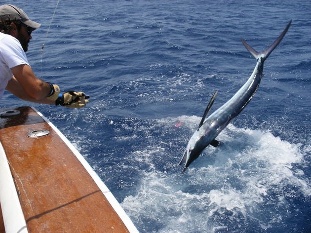 Release Me - 3 Cavalier & Blue Marlin Sport Fishing Gran Canaria