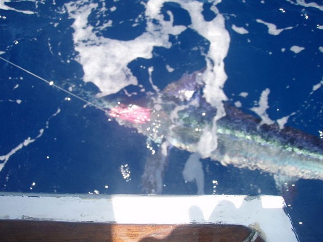 Blue Marlin Cavalier & Blue Marlin Sport Fishing Gran Canaria
