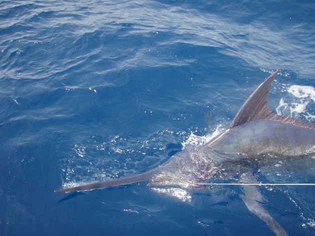 Blue Marlin Cavalier & Blue Marlin Sport Fishing Gran Canaria