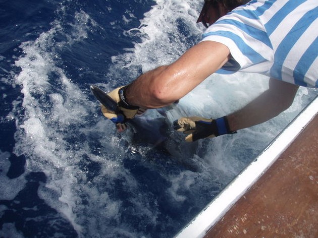 Blue Marlin Cavalier & Blue Marlin Sport Fishing Gran Canaria