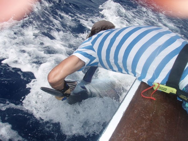 Blue Marlin Cavalier & Blue Marlin Sport Fishing Gran Canaria