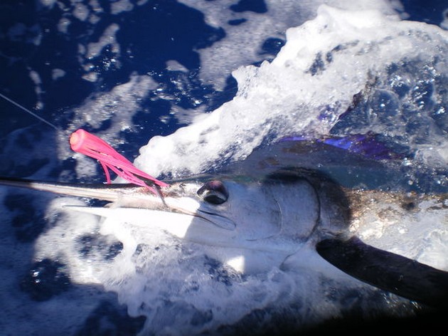 Röda snappers - Cavalier & Blue Marlin Sport Fishing Gran Canaria