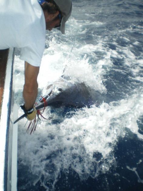 28/08 Blue Marlin Cavalier & Blue Marlin Sport Fishing Gran Canaria