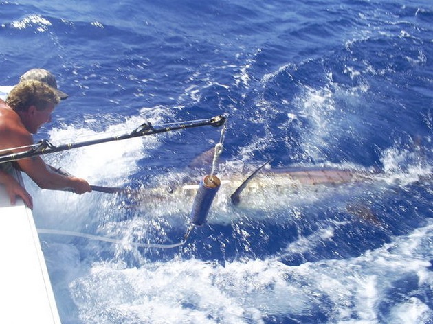 180 Kg Released - Cavalier & Blue Marlin Sport Fishing Gran Canaria