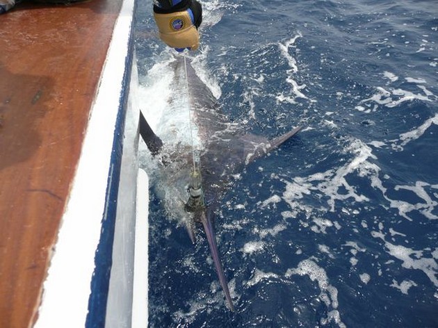 04/09 Blue Marlin Cavalier & Blue Marlin Sport Fishing Gran Canaria