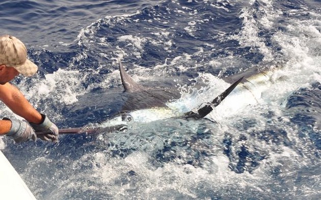 06/09 Blue Marlin Cavalier & Blue Marlin Sport Fishing Gran Canaria