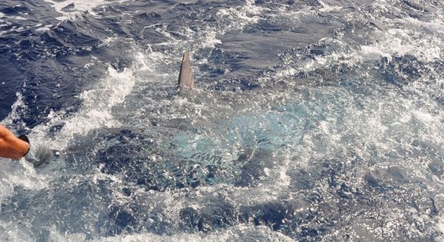 270 Kg Blue Marlin - Cavalier & Blue Marlin Sport Fishing Gran Canaria