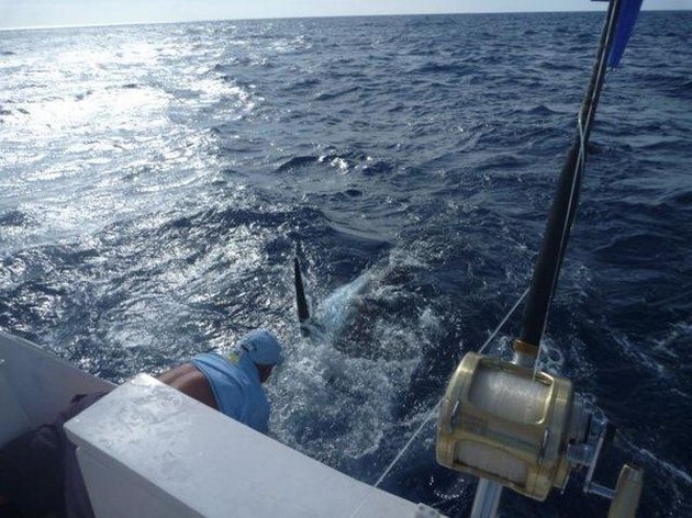 Blue Marlin Cavalier & Blue Marlin Sport Fishing Gran Canaria