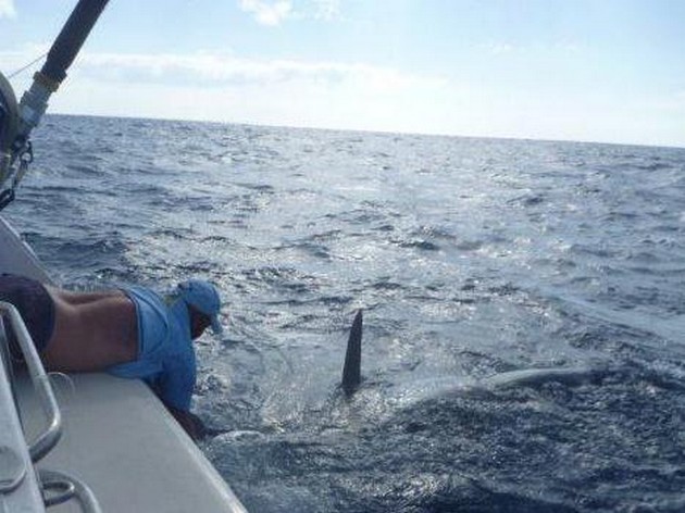 Blue Marlin Cavalier & Blue Marlin Sport Fishing Gran Canaria