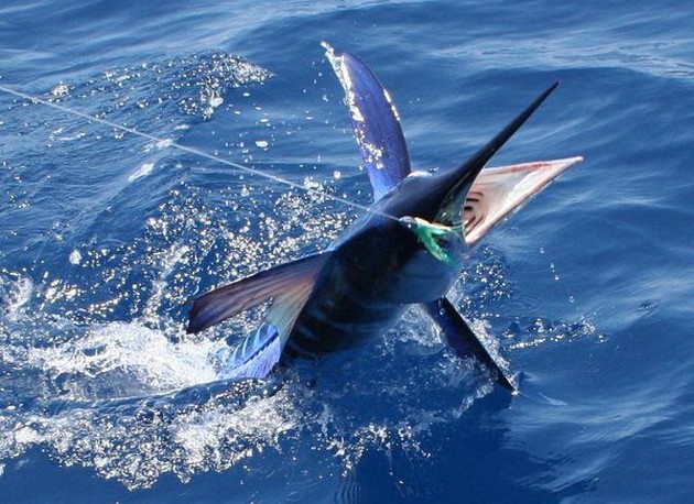 Tyst - Cavalier & Blue Marlin Sport Fishing Gran Canaria