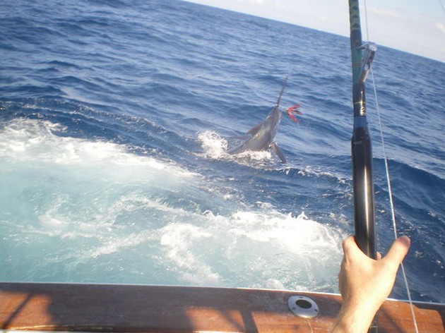 18/09 Blue Marlin Cavalier & Blue Marlin Sport Fishing Gran Canaria
