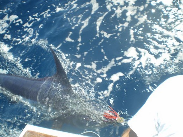 Blue Marlin Cavalier & Blue Marlin Sport Fishing Gran Canaria