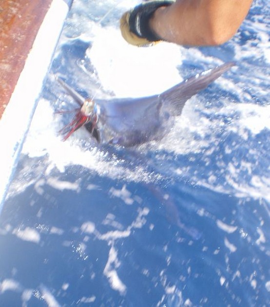 Blue Marlin Cavalier & Blue Marlin Sport Fishing Gran Canaria