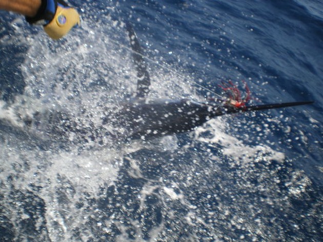 Blue Marlin Cavalier & Blue Marlin Sport Fishing Gran Canaria