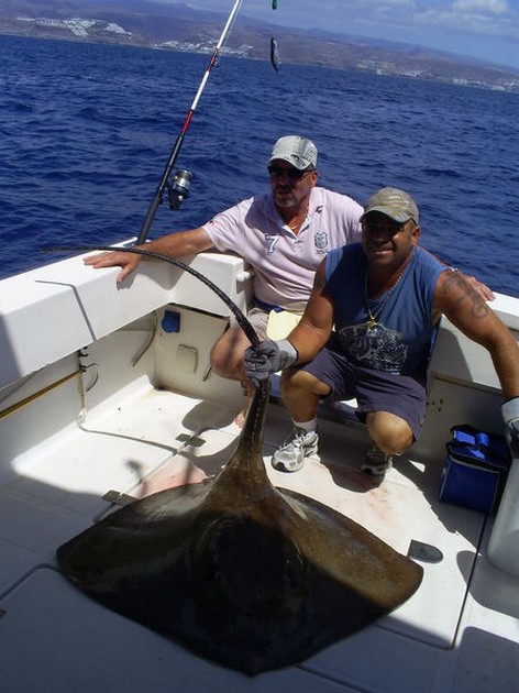 Common Stingray Cavalier & Blue Marlin Sport Fishing Gran Canaria
