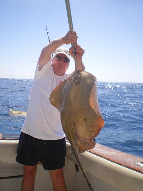 Common Stingray Cavalier & Blue Marlin Sport Fishing Gran Canaria