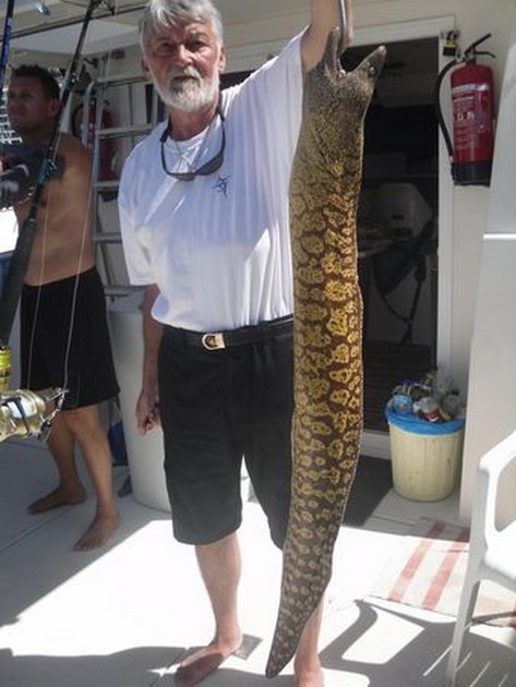 Moray golden tail Cavalier & Blue Marlin Sport Fishing Gran Canaria