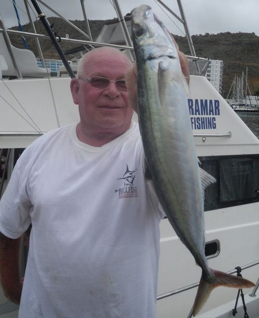 Scad Mackerel Cavalier & Blue Marlin Sport Fishing Gran Canaria