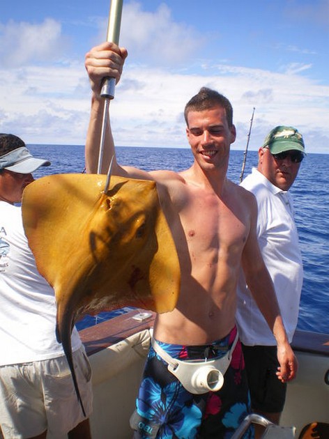 Common Stingray Cavalier & Blue Marlin Sport Fishing Gran Canaria